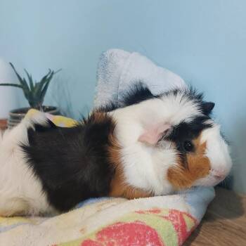 Rescue Guinea Pig Guinea Pigs for Adoption in Chesapeake, Virginia - Oso | PetCurious